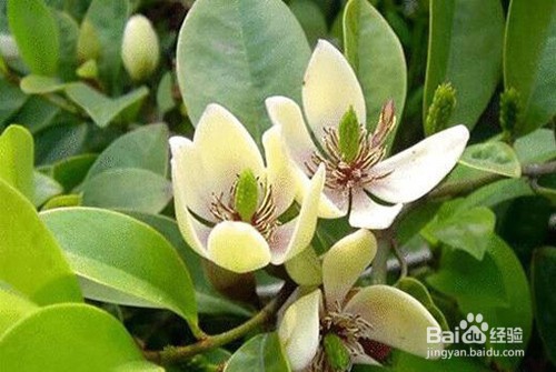 木兰的家庭养殖方法