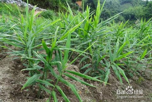 姜的养殖方法