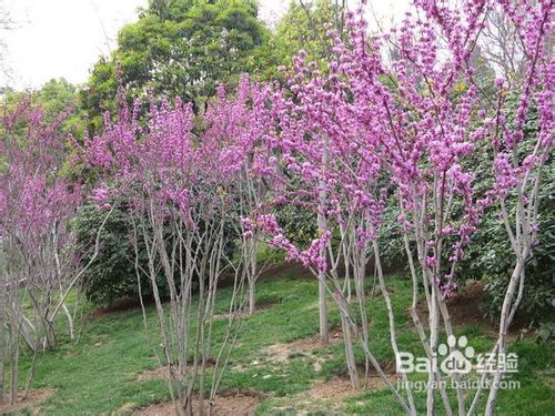 紫荆繁殖方法