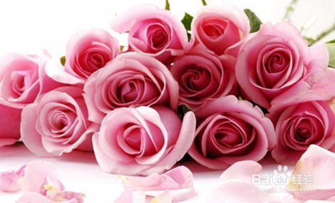 怎么选购玫瑰花