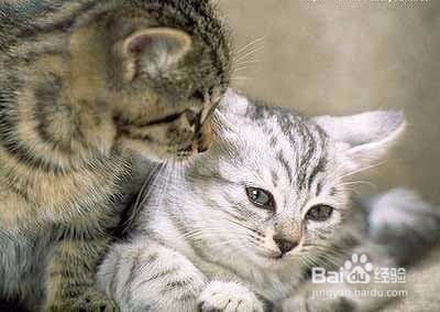 新猫入家门:怎么把它介绍给其他猫?