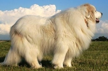 大白熊怎么补充营养