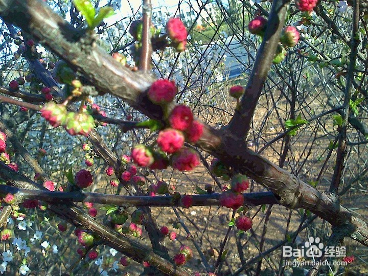 怎样用手机拍绽开的小花
