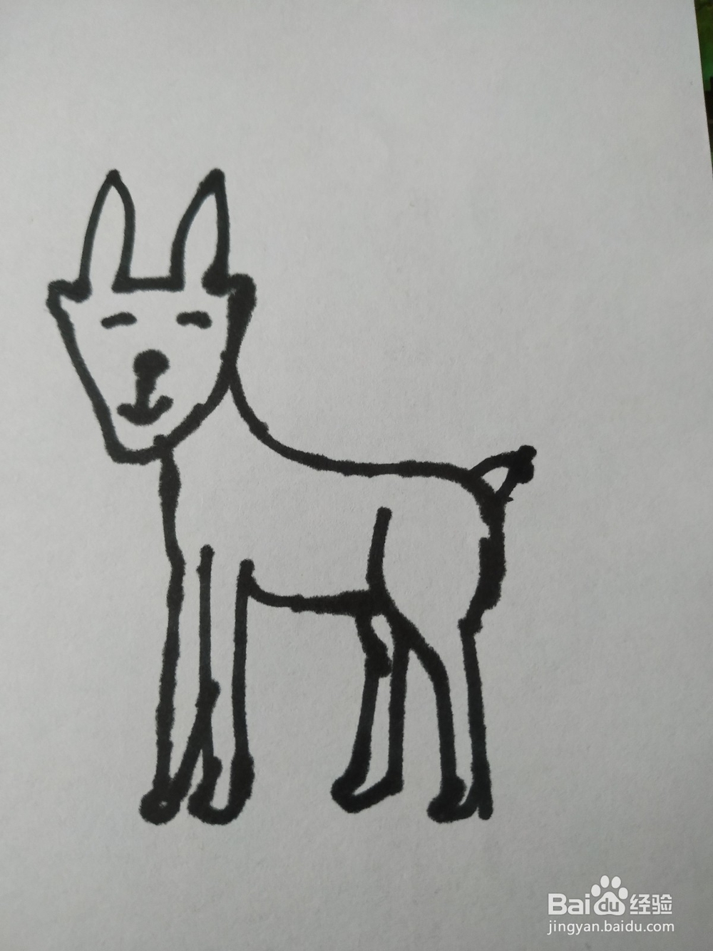 藏羚羊简笔画怎么画？怎么画藏羚羊的呢？