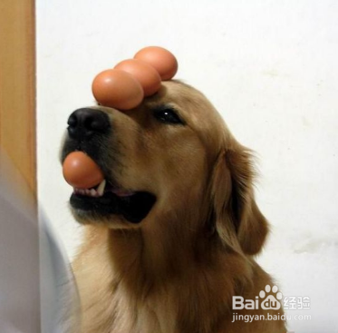 金毛寻回犬饲养知多少?几个小妙全解决!