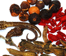 海马田七强骨汤