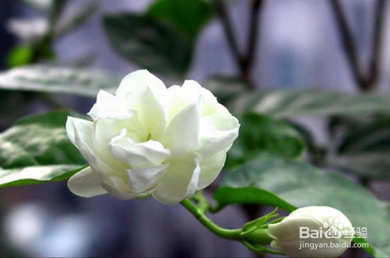 栀子花怎样换盆换土