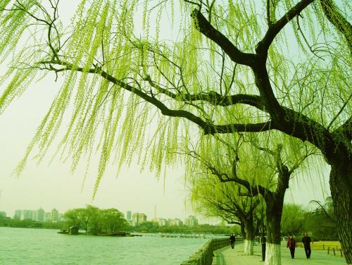 形容柳树美丽的词语