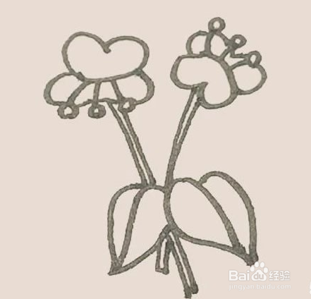 怎么画蝴蝶兰开花的样子