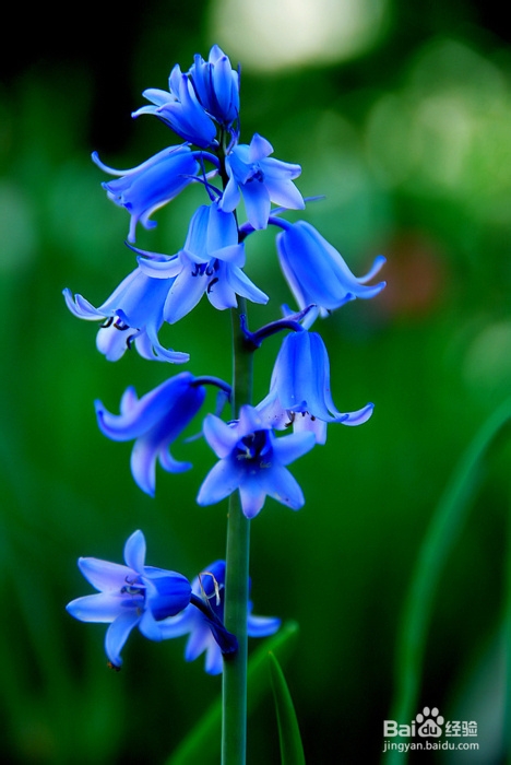 肺气肿吃什么药好