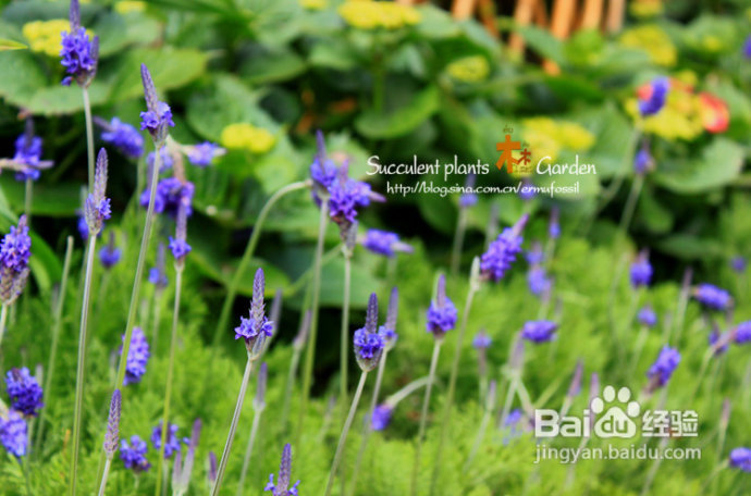 上海植物园（上）