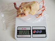 冬革阿里鸽子汤的做法