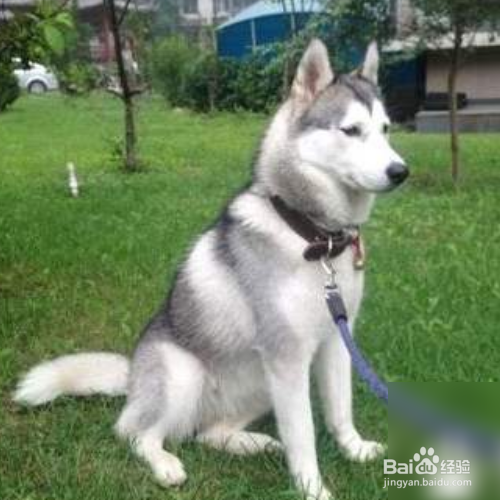 怎样训练狗狗“坐下”？