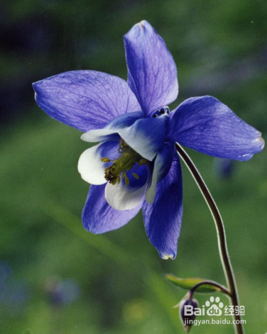 你没拍摄到的几种阿尔金山野生花草