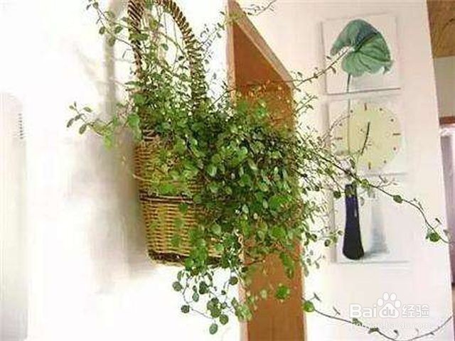 如何除甲醛最快最有效