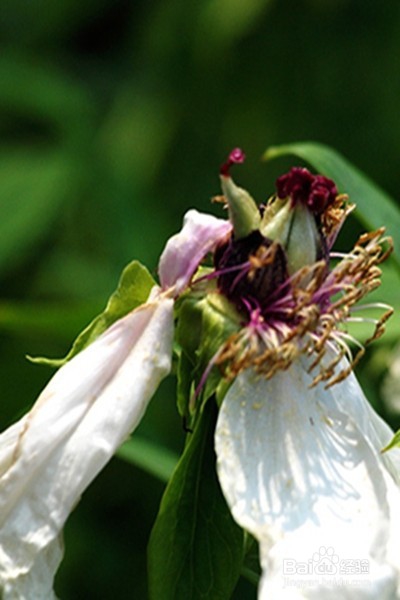 早更的原因、症状、调理方法