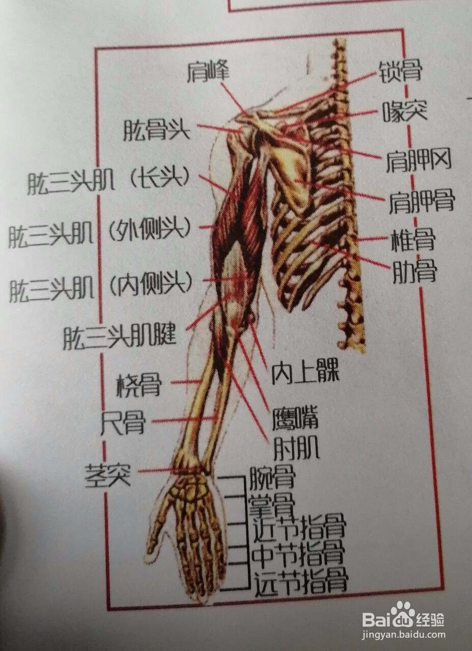 如何锻炼腕关节