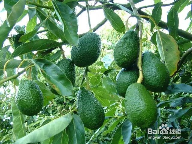 牛油果如何分等级