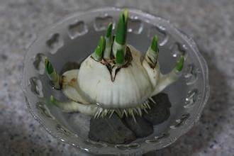 如何让水仙花开茂盛