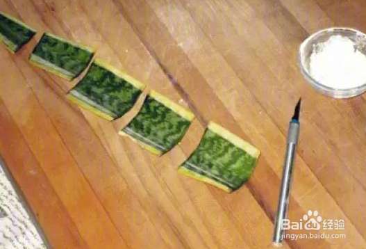 扯几片叶子就能重新载新的盆景植物的植物和方法