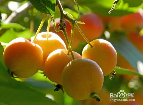 吃海棠果的禁忌