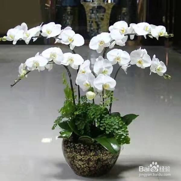 非常流行的年宵花,装饰家居美观寓意又好