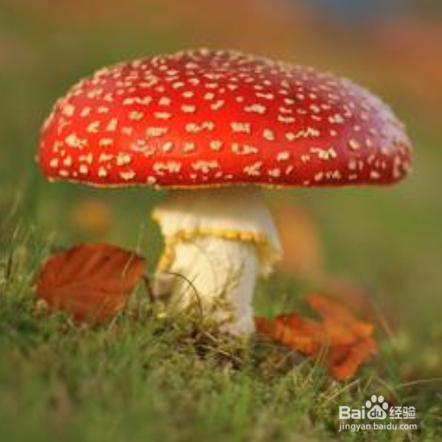 蘑菇在家怎么种