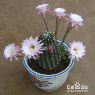 我家的仙人球养殖知识
