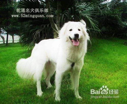 大白熊犬价格大白熊犬多少钱 百度经验 大白熊犬价格大白熊犬多少钱 百度经验