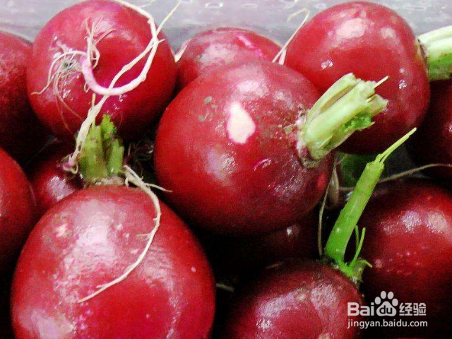 如何种植樱桃萝卜?