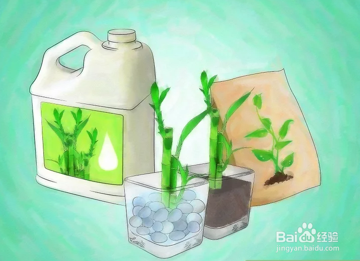 如何种植幸运竹