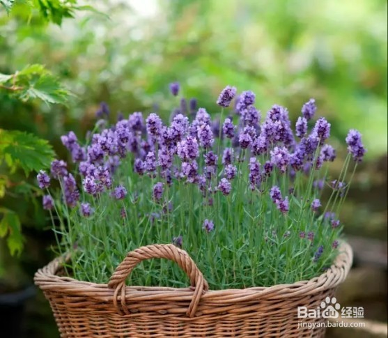 将这3种植物在卧室，让你一觉睡到大天亮！