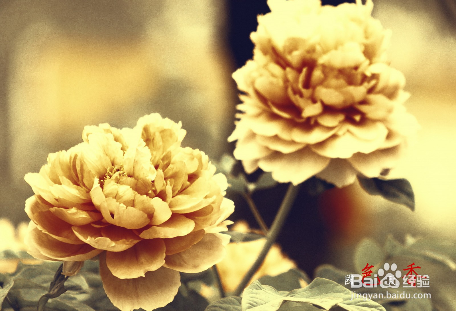 【PS技巧】利用PS给花朵营造金色古韵色彩的效果