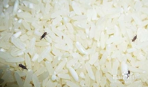 米虫变成蛾子怎么消灭