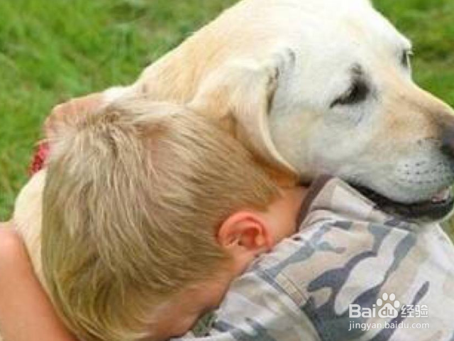 怎样根据狗狗的天性进行训练？