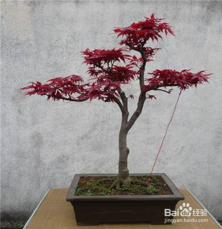 红枫的养殖方法和注意事项
