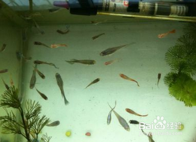 刚出生的孔雀鱼怎么养