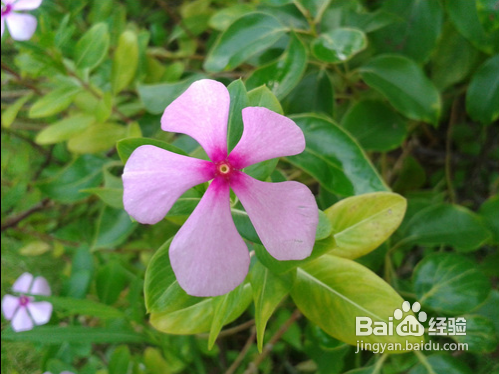 三星s7562怎么样