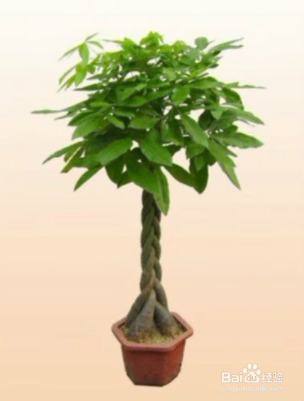 室内放什么绿植好呢