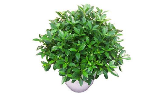 非洲茉莉花怎样修剪
