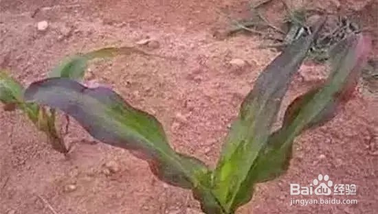 玉米红苗解决办法