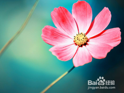 花儿又怎么又怎么