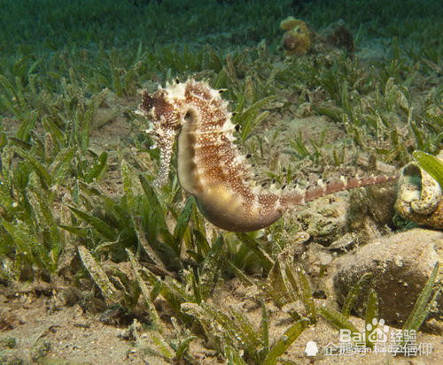 海马是怎么繁殖后代的