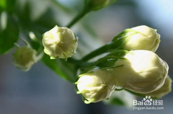 茉莉花刚换盆可以修剪吗