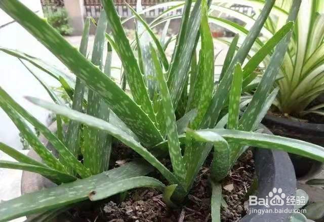 只拿芦荟来观赏，太可惜了，还有意想不到的作用