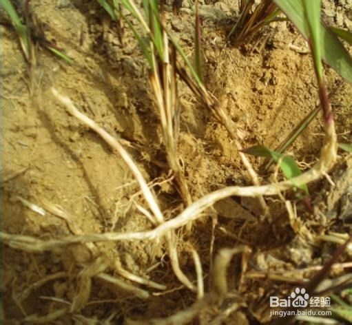 怎样用我们身边即有的物品治疗伤风着凉和上火？