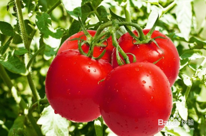 番茄的管理与栽培技术
