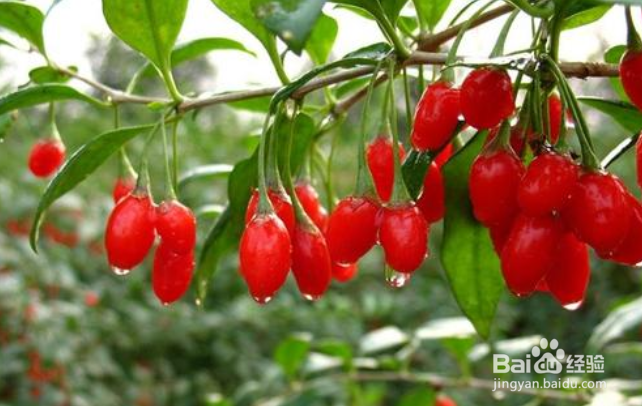 枸杞炖鸡汤的功效