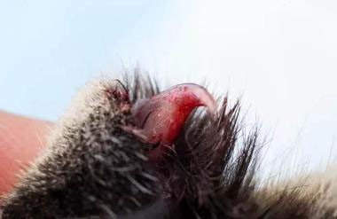 小猫爪子抓破了怎么办