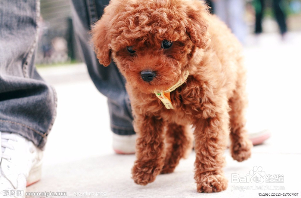 狗狗怀孕期间怎么照顾